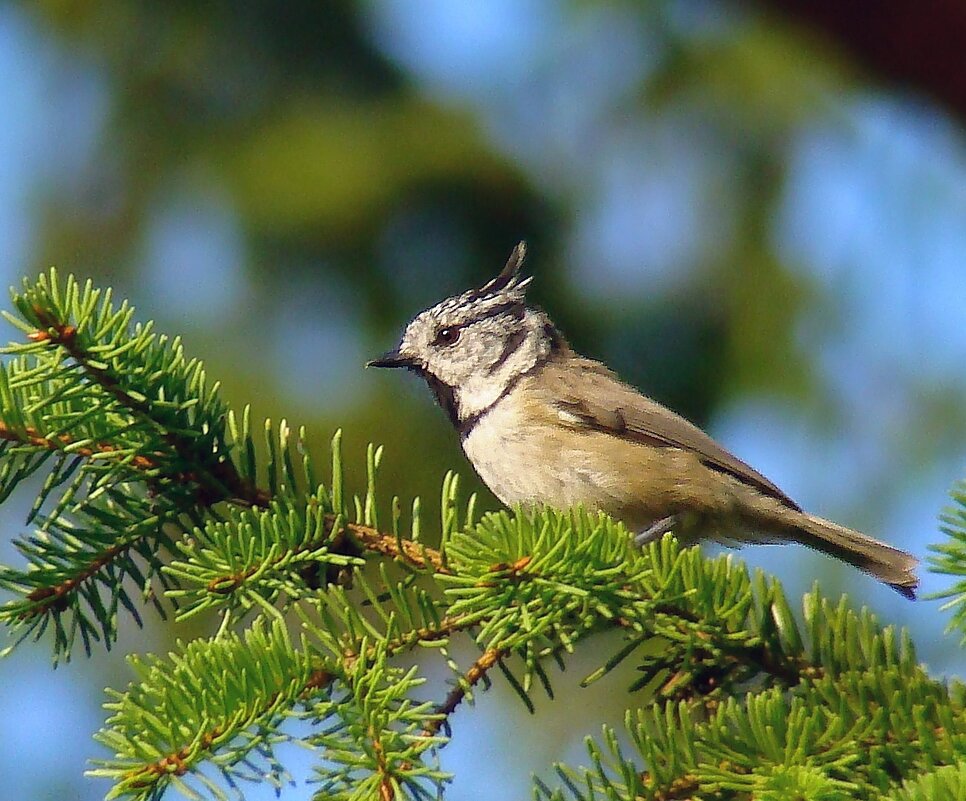 хохлатая синица или гренадерка - gawrilа - dan