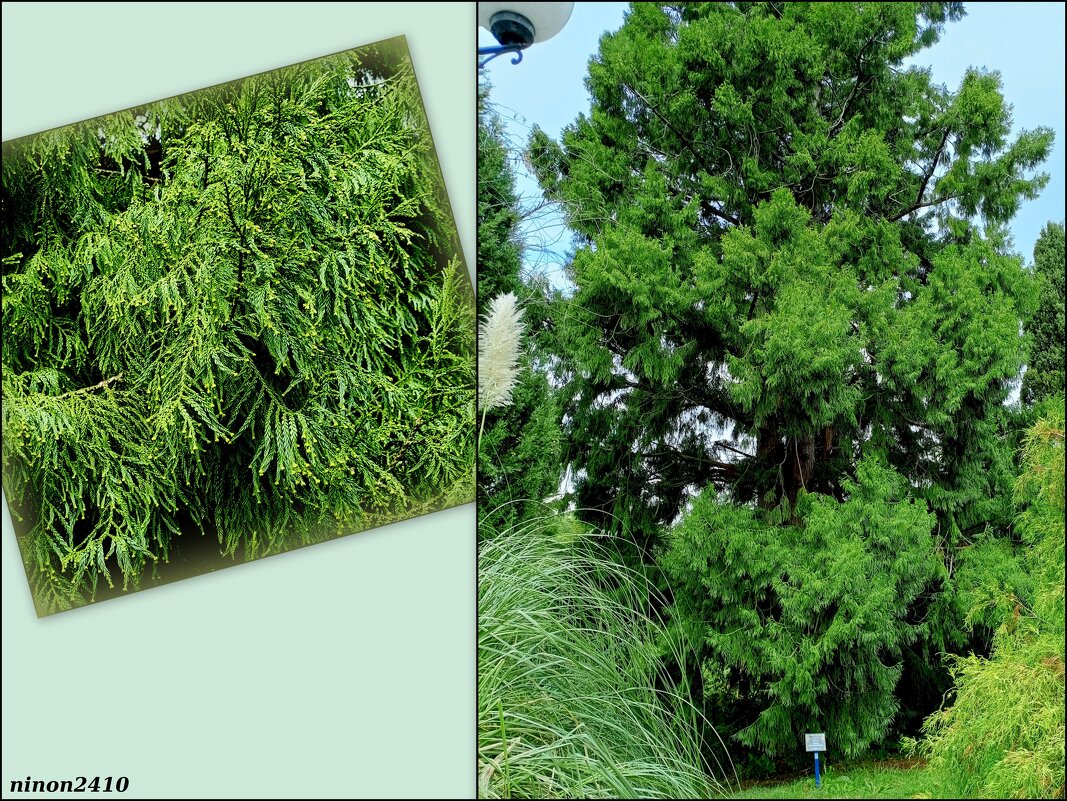 Адлер. Дендропарк "Южные культуры" - Нина Бутко