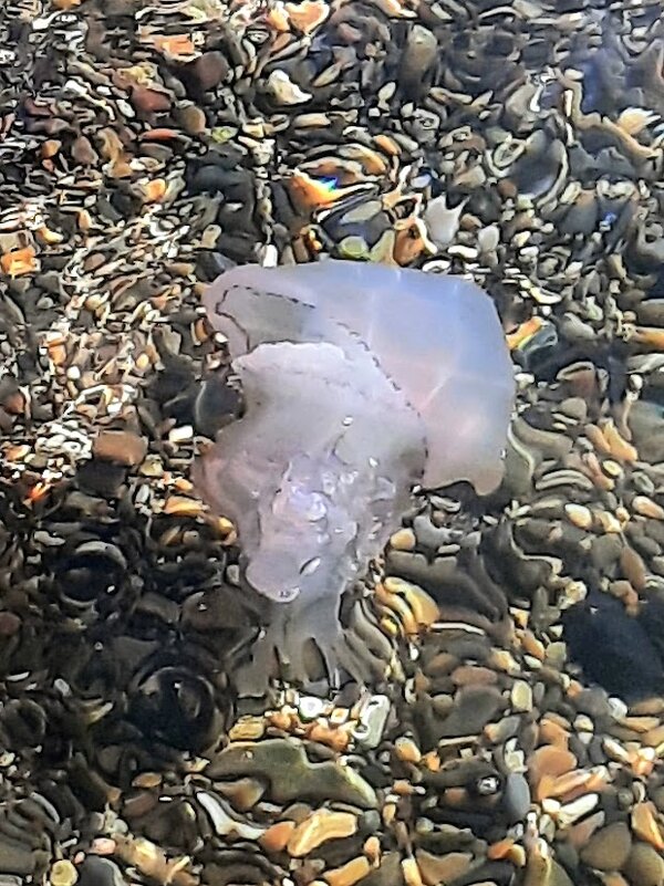 Гребневик Мнемиопсис. Январь 2025 г. Сочи - Tata Wolf Гребневик Мнемиопсис. Январь 2025 г. Сочи - Tata Wolf