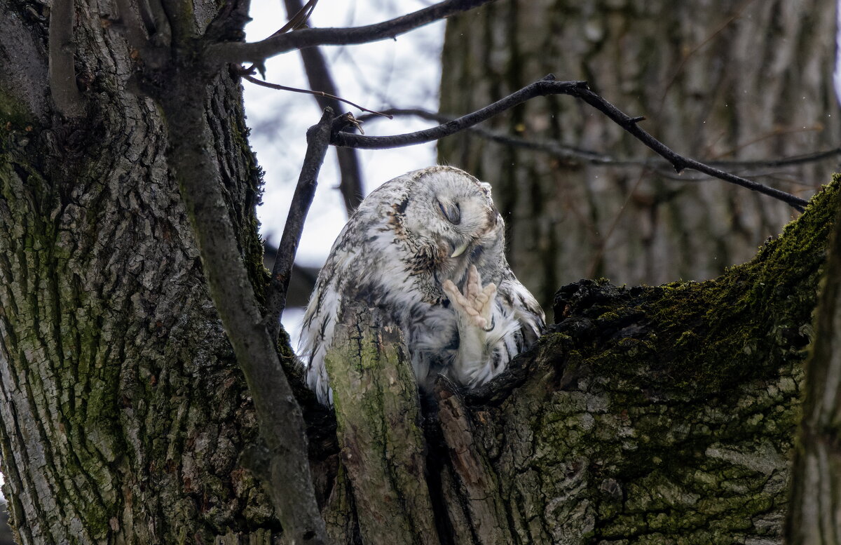 серая неясыть. - юрий макаров серая неясыть. - юрий макаров