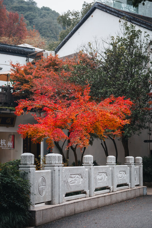 Осенью в Ханчжоу - Дмитрий Осенью в Ханчжоу - Дмитрий