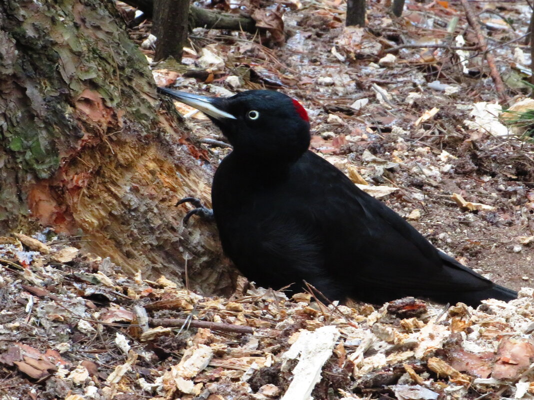Желна - Андрей Снегерёв