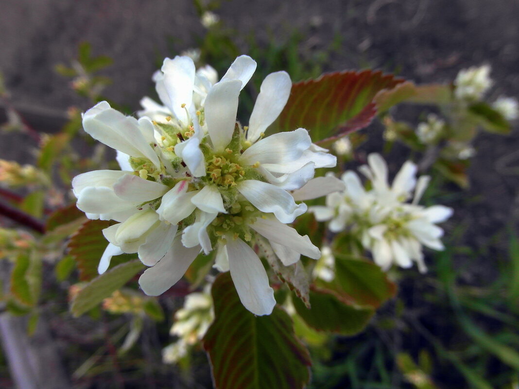 Так цветёт ирга. - nadyasilyuk Вознюк