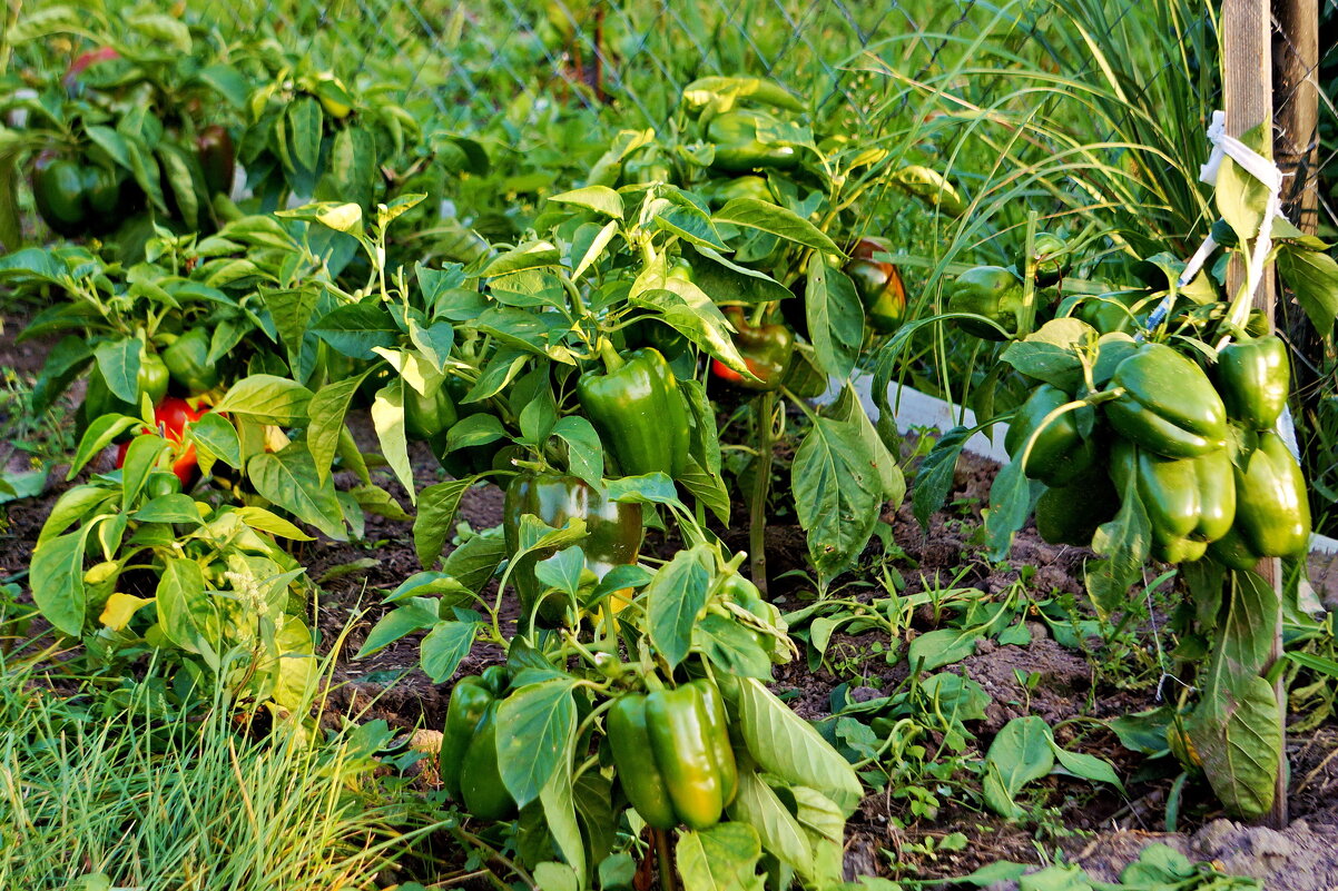 Урожай - Валерий Судачок