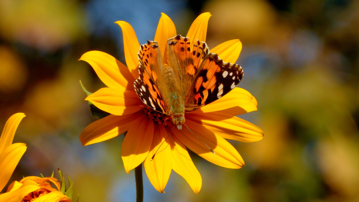 опять про бабочек 341 - Александр Прокудин