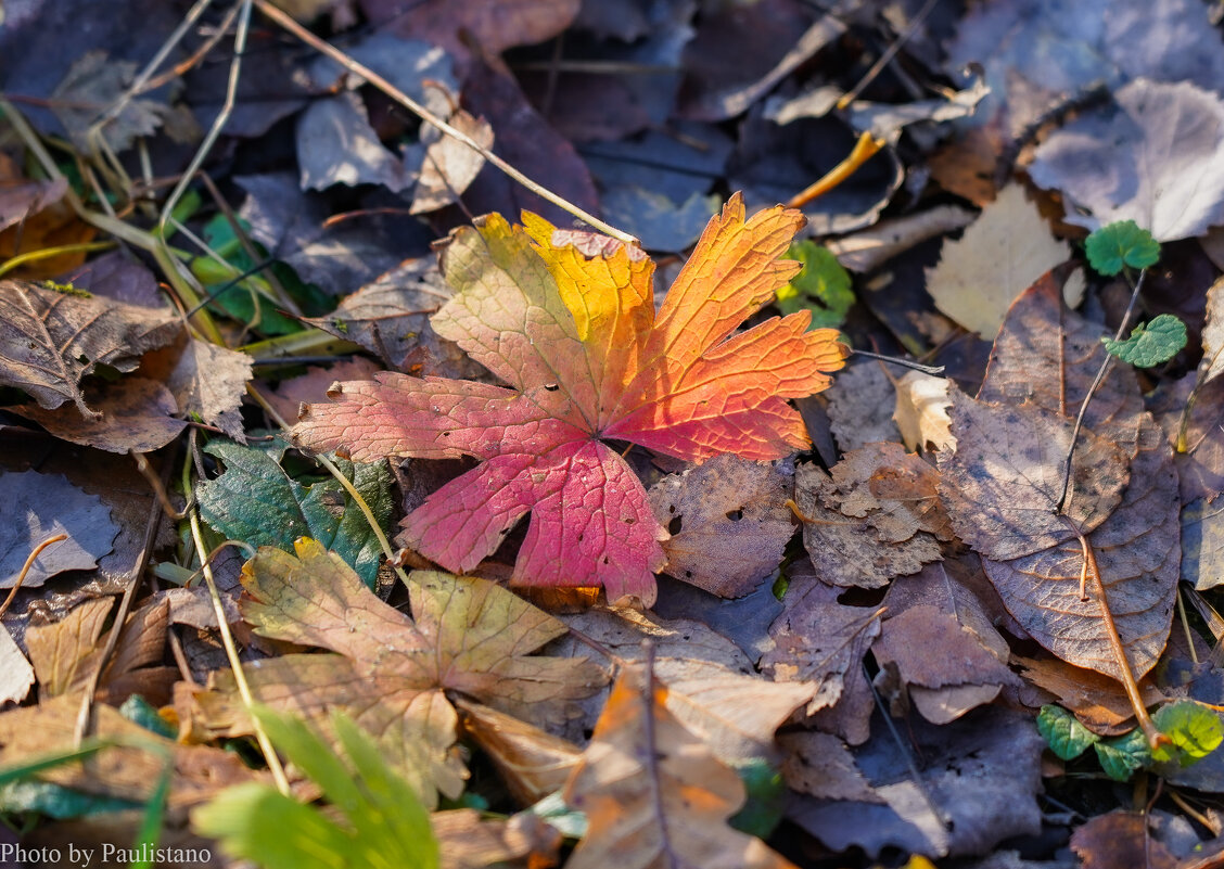 В ноябрьском лесу... - Владимир Жданов В ноябрьском лесу... - Владимир Жданов