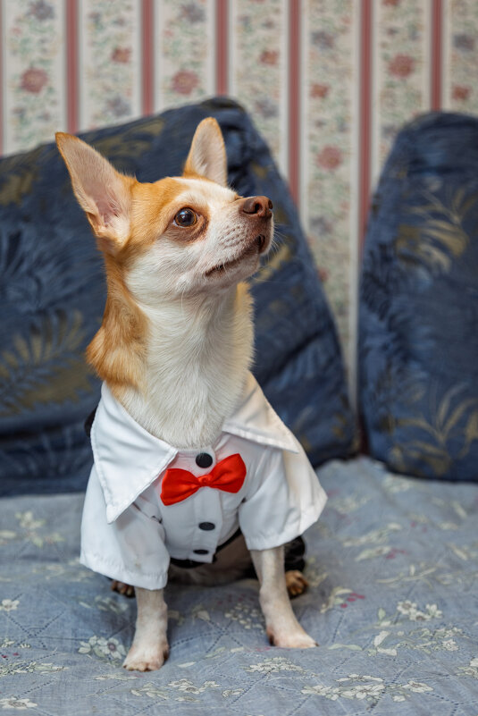 Макс. День рождения-3 года. - Борис Калитенко Макс. День рождения-3 года. - Борис Калитенко