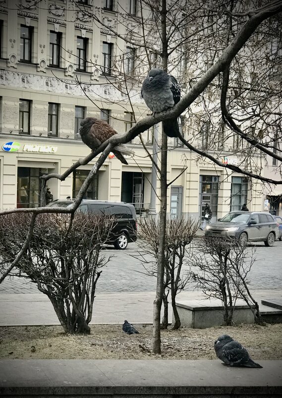 Хохлики. - Любовь 