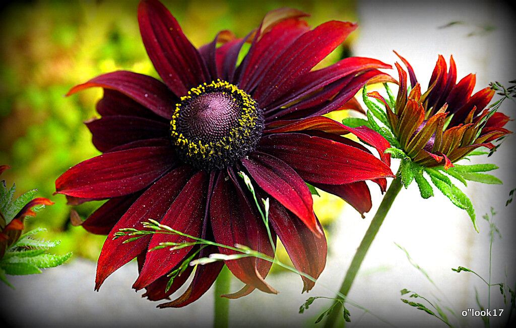 природа шепчет - Олег Лукьянов природа шепчет - Олег Лукьянов