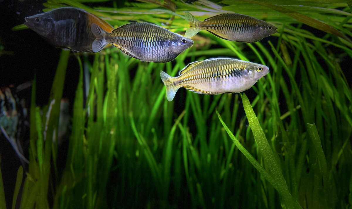 Аквариум - Дмитрий Иванов