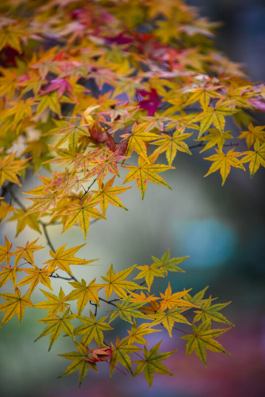 Осенние краски - Дмитрий 
