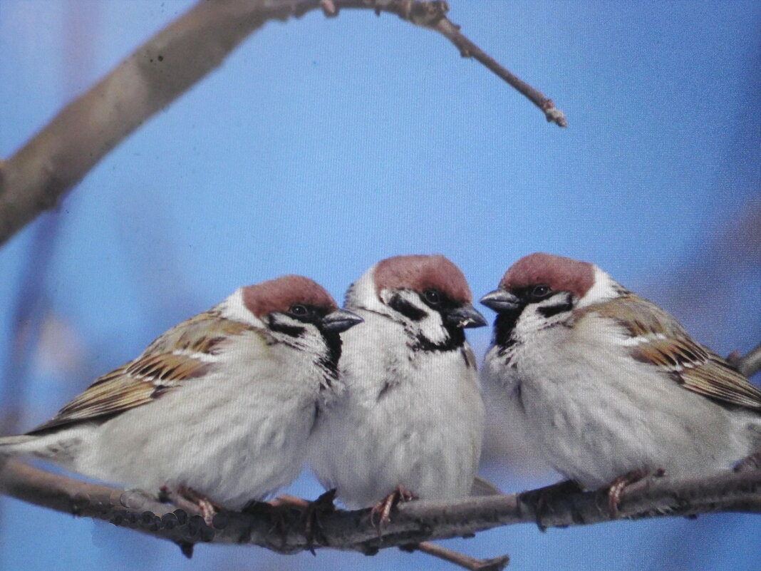 Совещание - Людмила Смородинская
