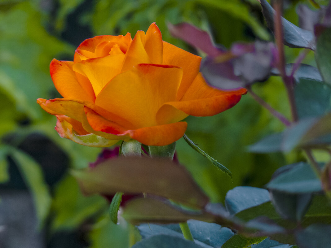 Оранжевая роза - Валентин Семчишин