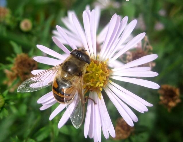 Летнее - Елена Семигина