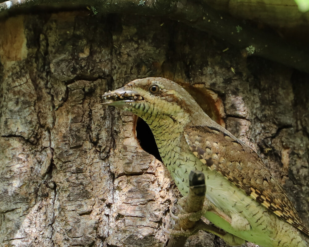 вертишейка - краснов юрий вертишейка - краснов юрий