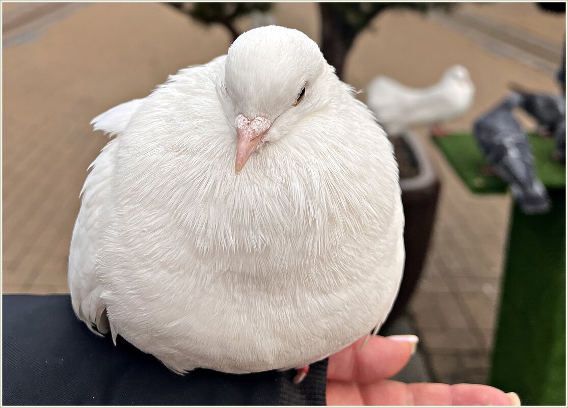 Ручной голубок. - Валерия Комова Ручной голубок. - Валерия Комова