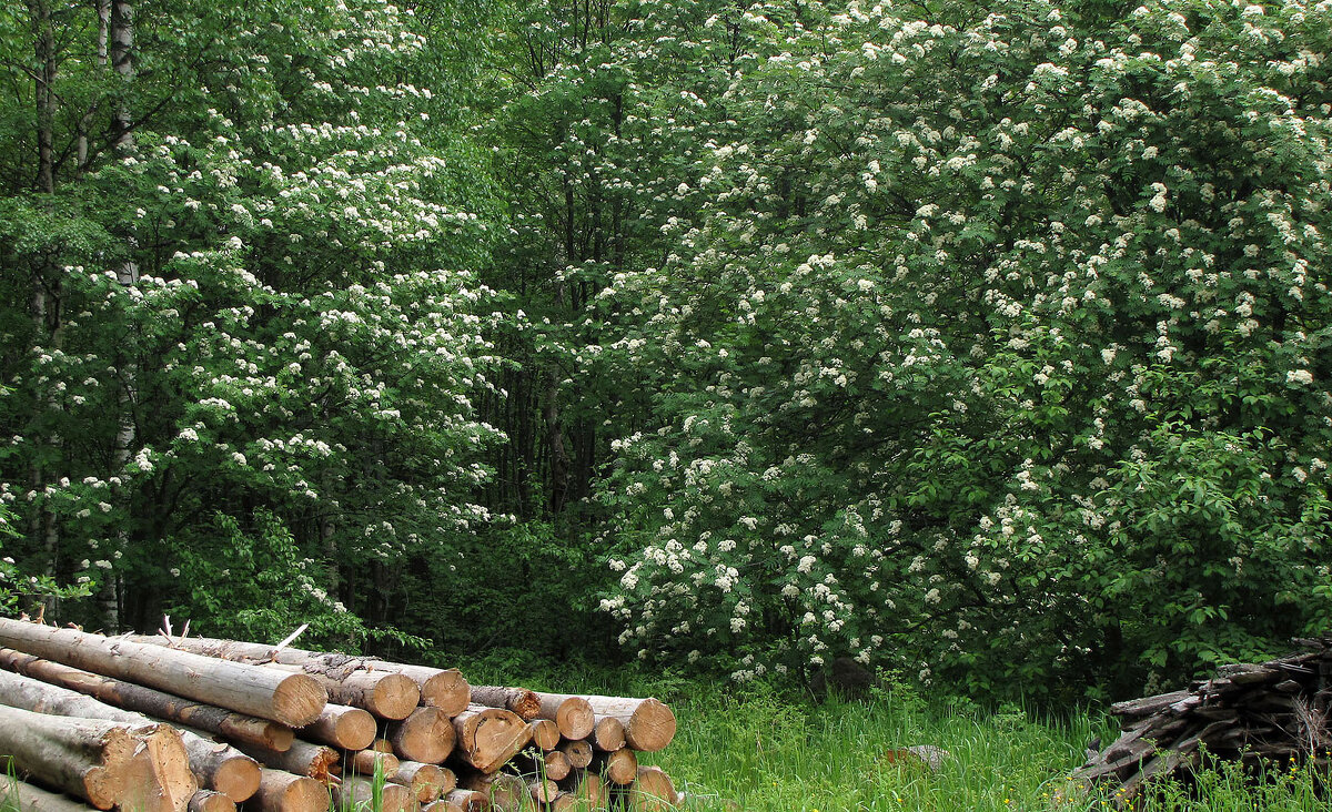 Рябина цветет - Александр Ильчевский Рябина цветет - Александр Ильчевский