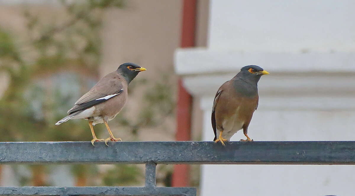 майна обыкновенная ( лат. Acridotheres tristis ) - Andrey Bragin майна обыкновенная ( лат. Acridotheres tristis ) - Andrey Bragin