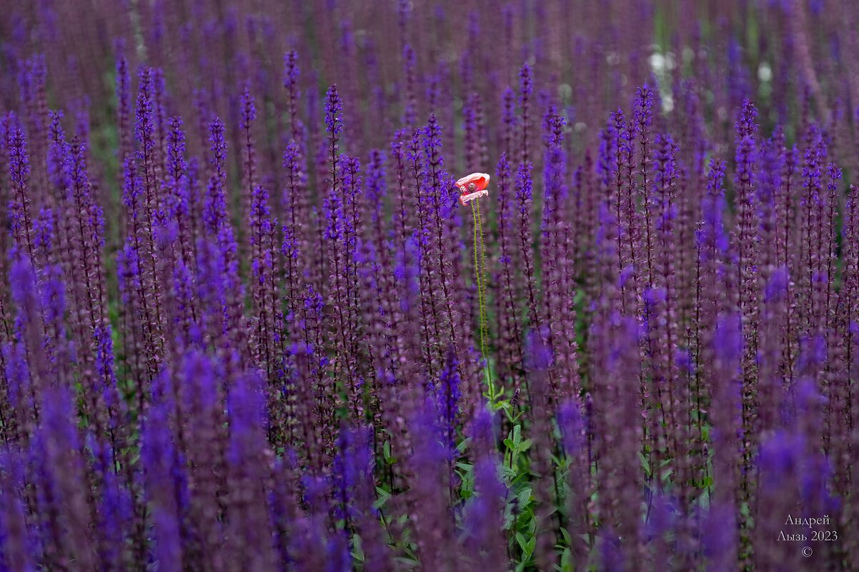 Парк Галицкого. Краснодар - Андрей Lyz