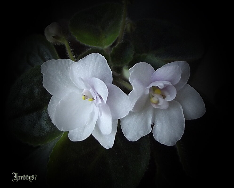 Фиалка - Freddy 97 Фиалка - Freddy 97