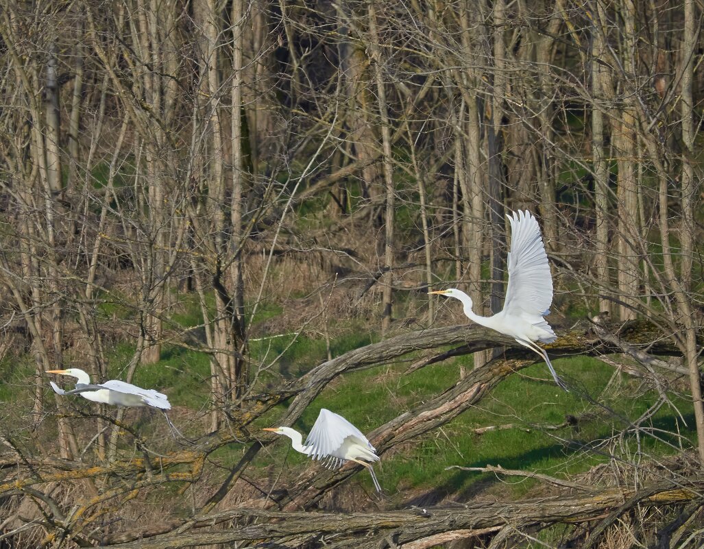 В полёте... - Александр Посошенко