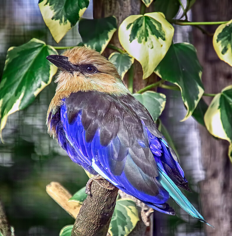 Сизоворонка - Андроник Александр 