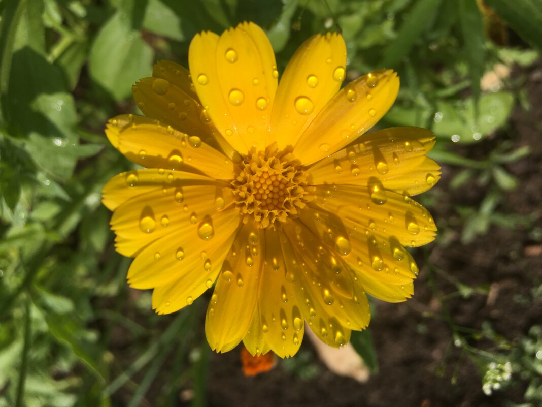 ***после дождя*** - Olga Oskolkova