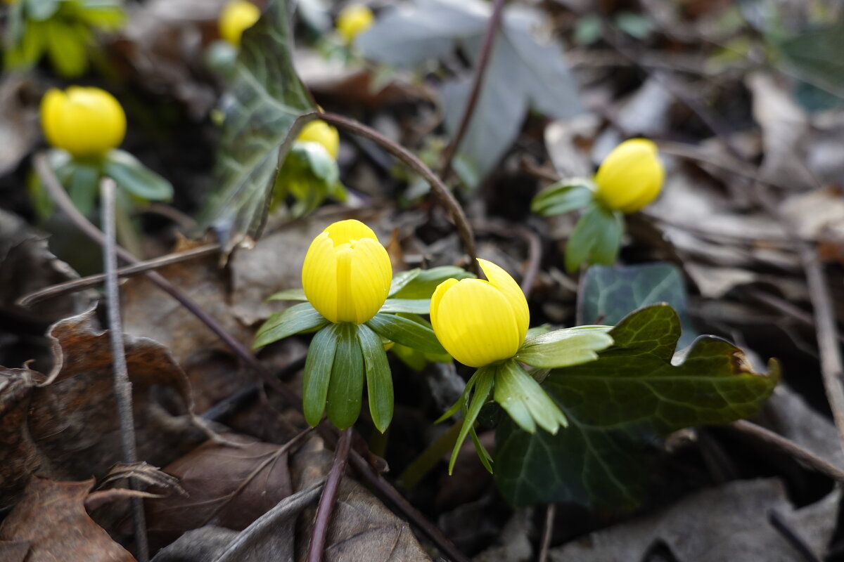 Весны приметы... - Галина Весны приметы... - Галина