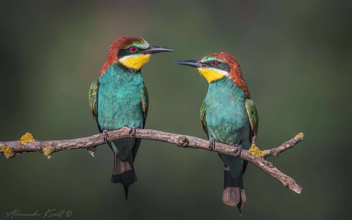Посидим, поглядим... - Александр К. Посидим, поглядим... - Александр К.