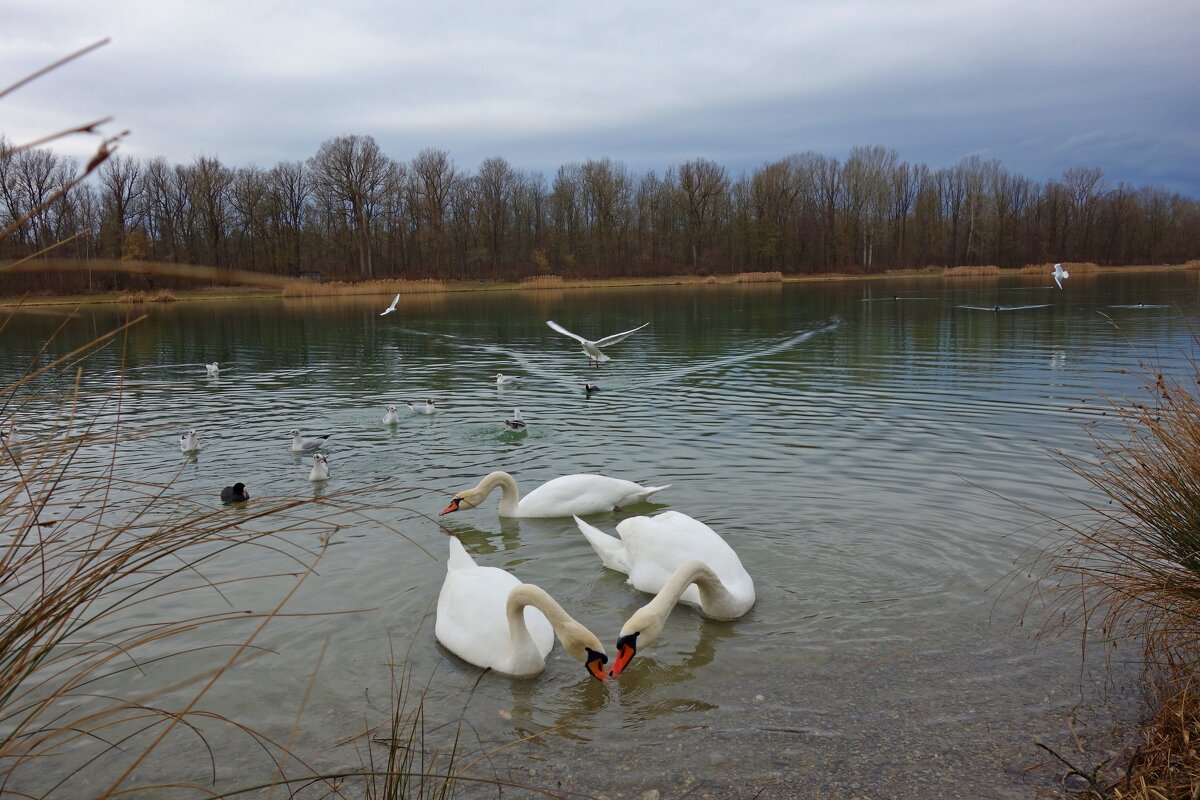 ... - Галина ... - Галина