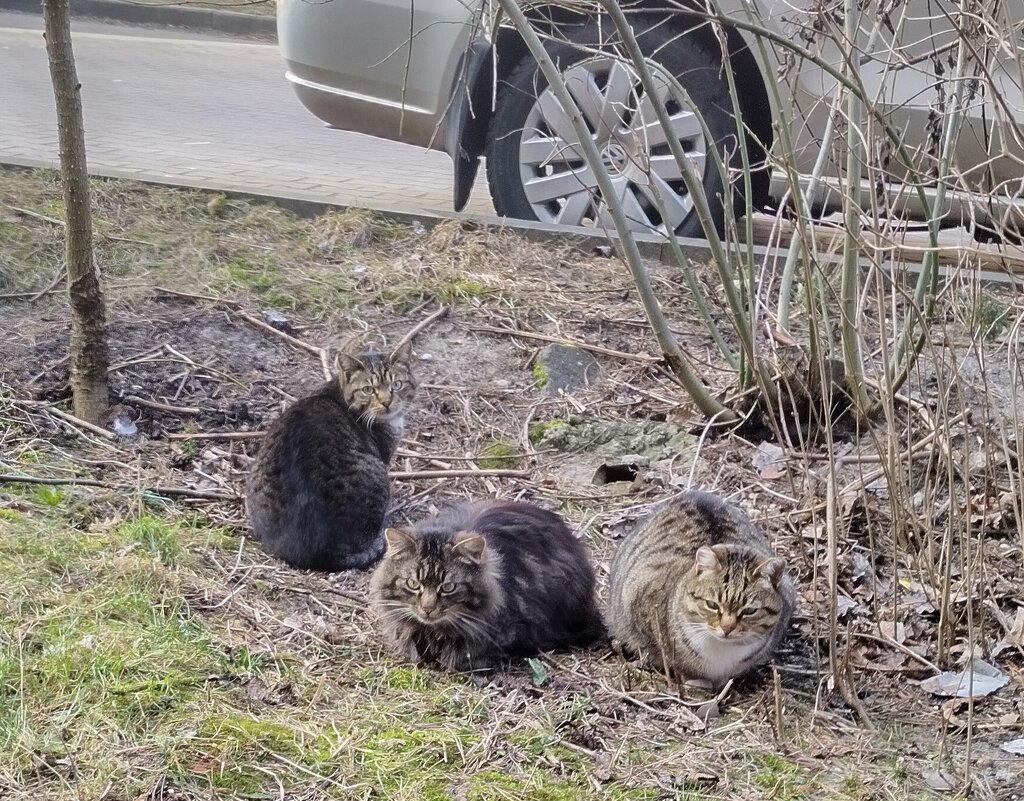 Котобанда - Elena N