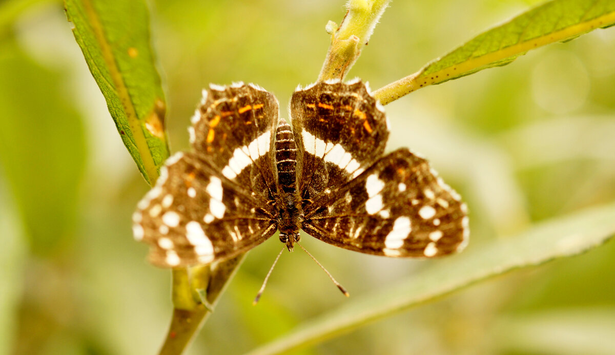 опять про бабочек 343 - Александр Прокудин опять про бабочек 343 - Александр Прокудин