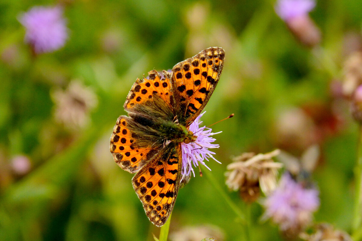 опять про бабочек 346 - Александр Прокудин опять про бабочек 346 - Александр Прокудин