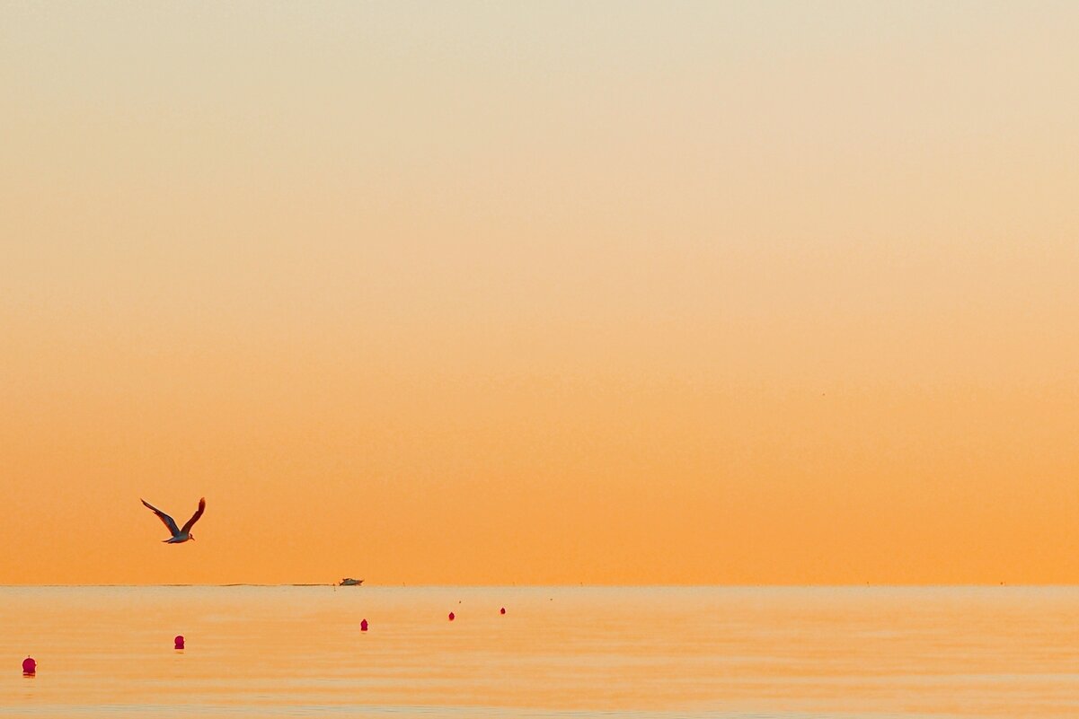 Теплое утреннее море - Сергей Швечков