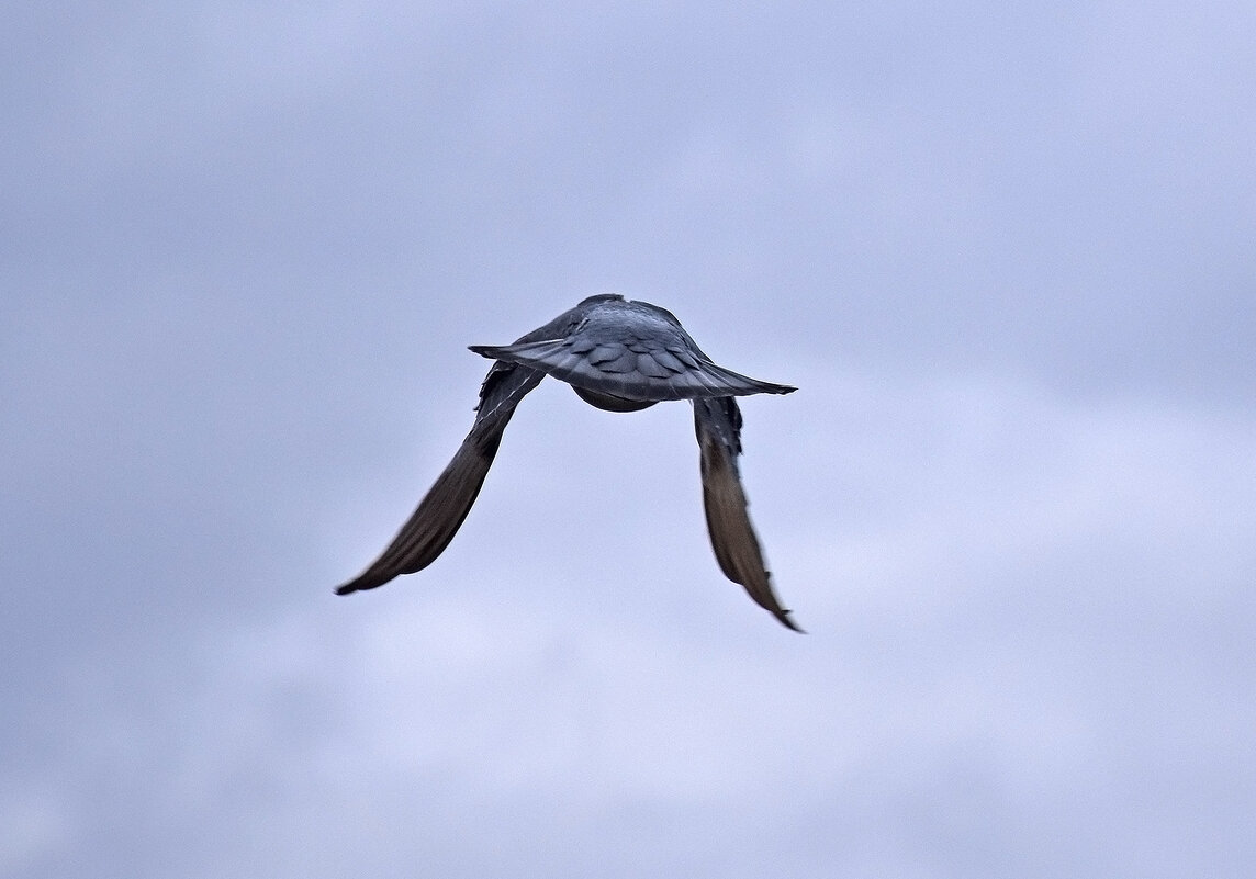 Улетела! - Валентина  Нефёдова 