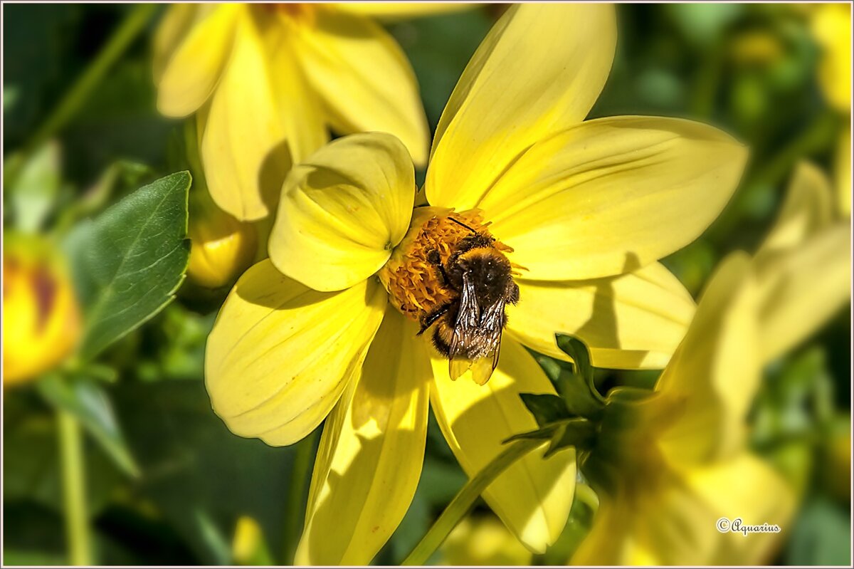 Про сентябрь... - Aquarius - Сергей Про сентябрь... - Aquarius - Сергей