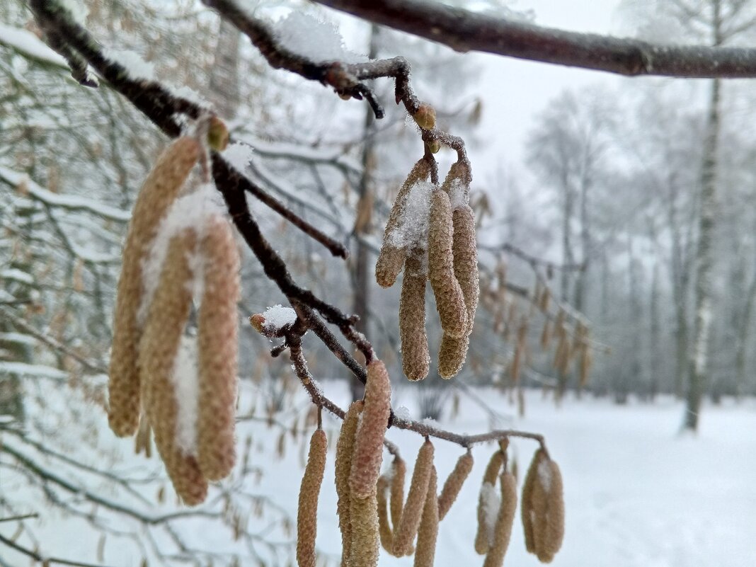 Орешник - Сапсан 