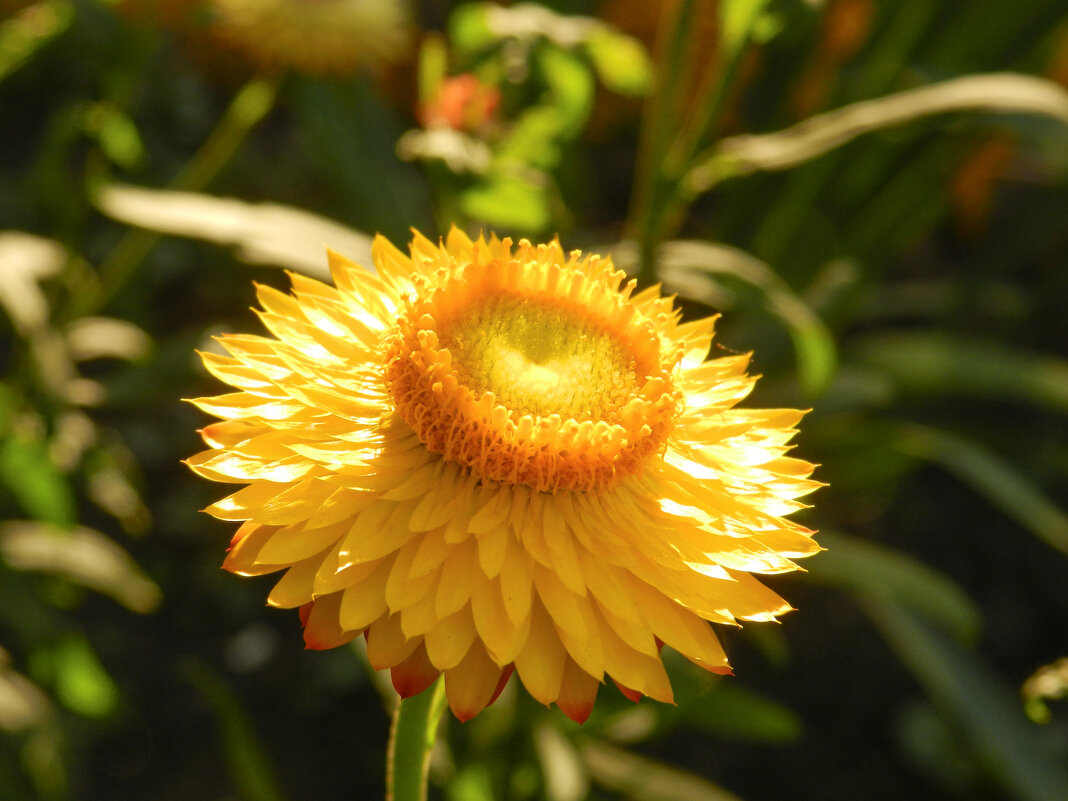 Бессме́ртник {Xerochrysum} - Александр Кольцов Бессме́ртник {Xerochrysum} - Александр Кольцов
