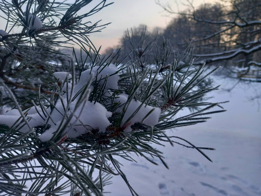 Зима - Сапсан 