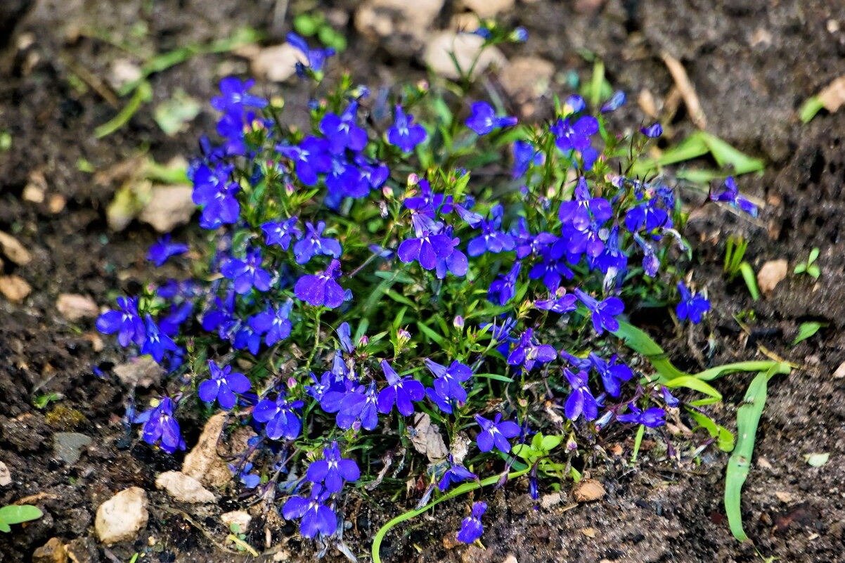Лобелия - Валерий Судачок Лобелия - Валерий Судачок