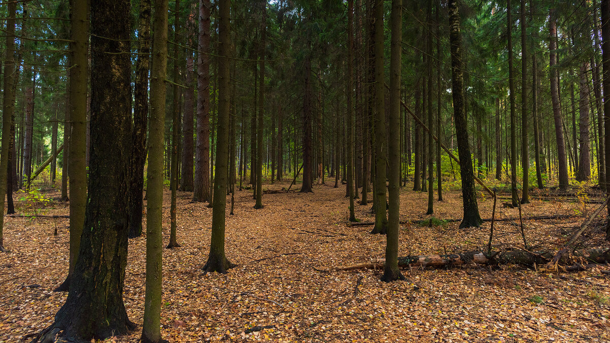 Осенний пейзаж - Владимир Лазарев