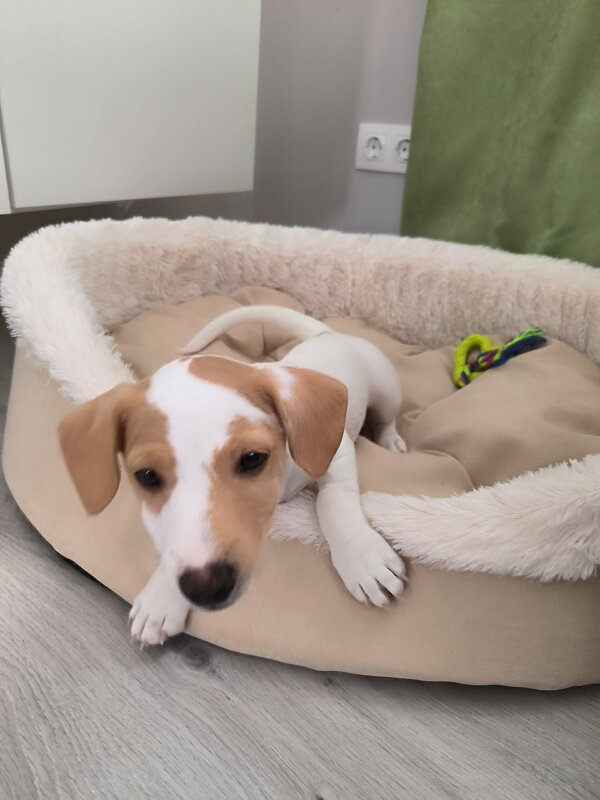 Арни. - Ольга Арни. - Ольга