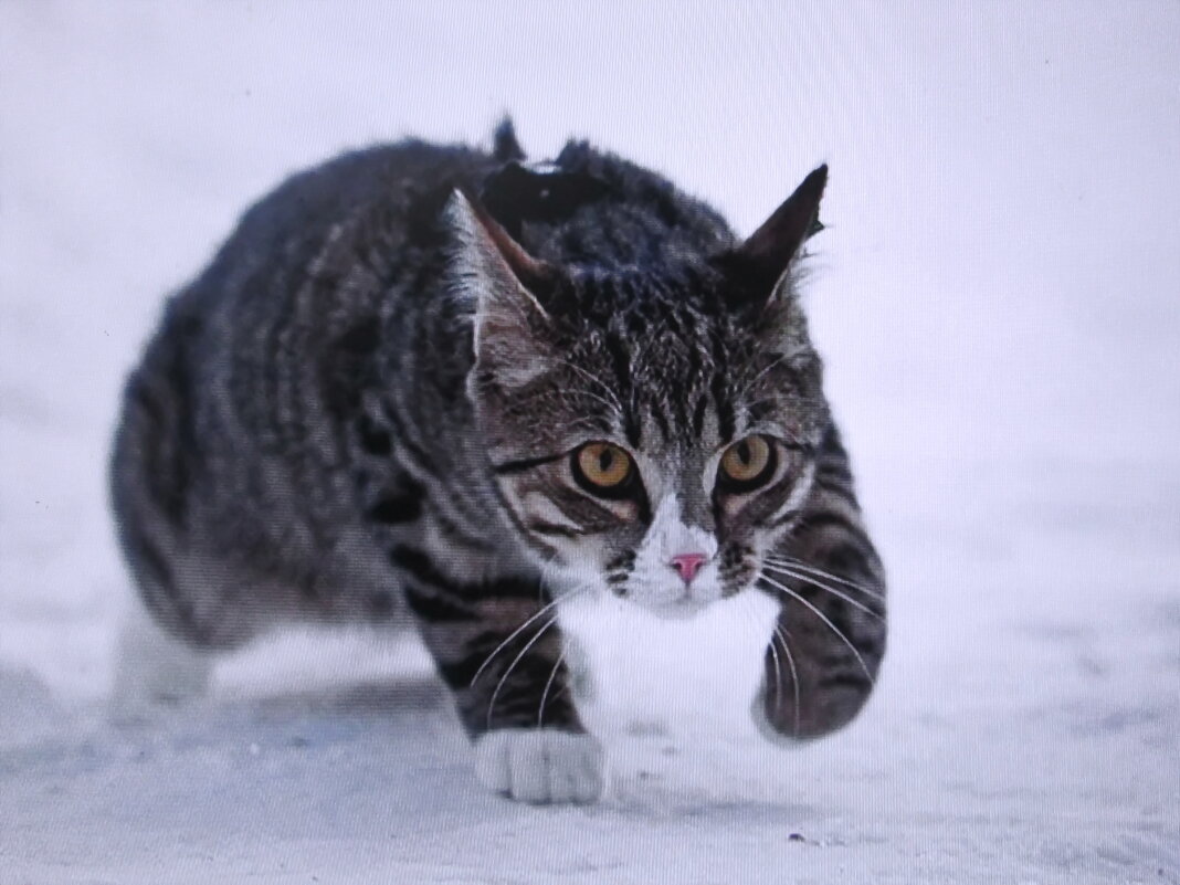Кого-то увидел - Людмила Смородинская Кого-то увидел - Людмила Смородинская