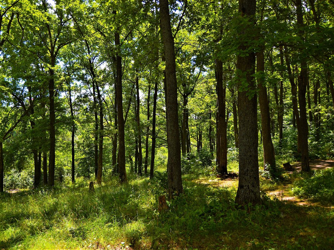 Чебоксары. Лес Сургутского оврага. - Пётр Чернега Чебоксары. Лес Сургутского оврага. - Пётр Чернега