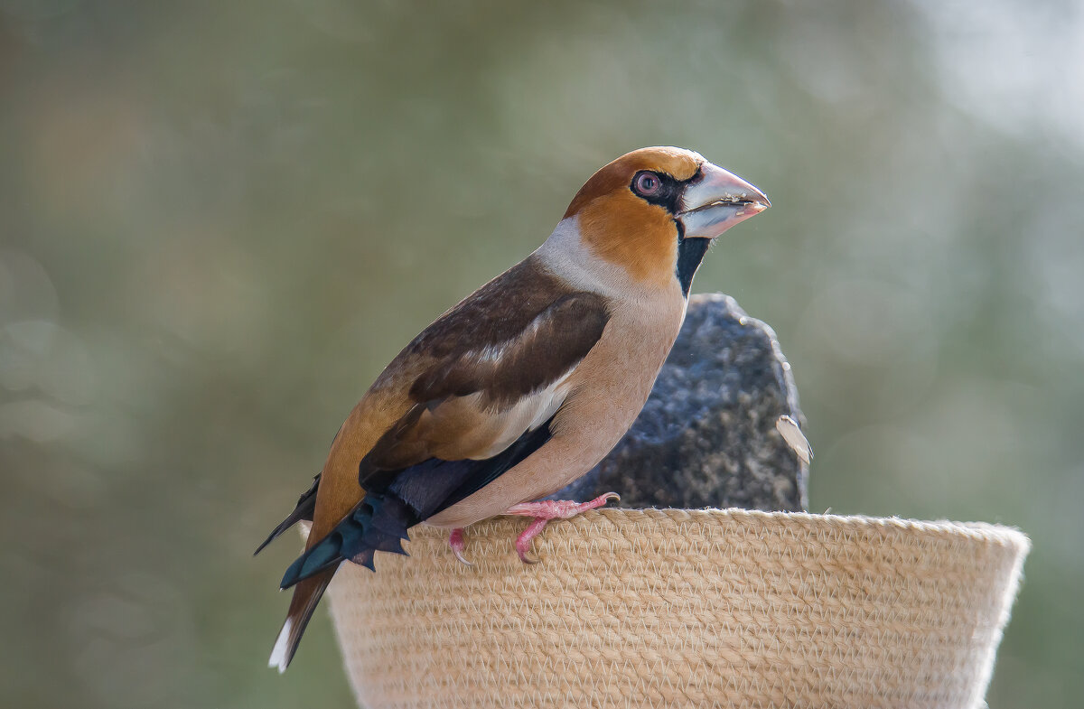 Не ждали.... - Sergey (Apg)