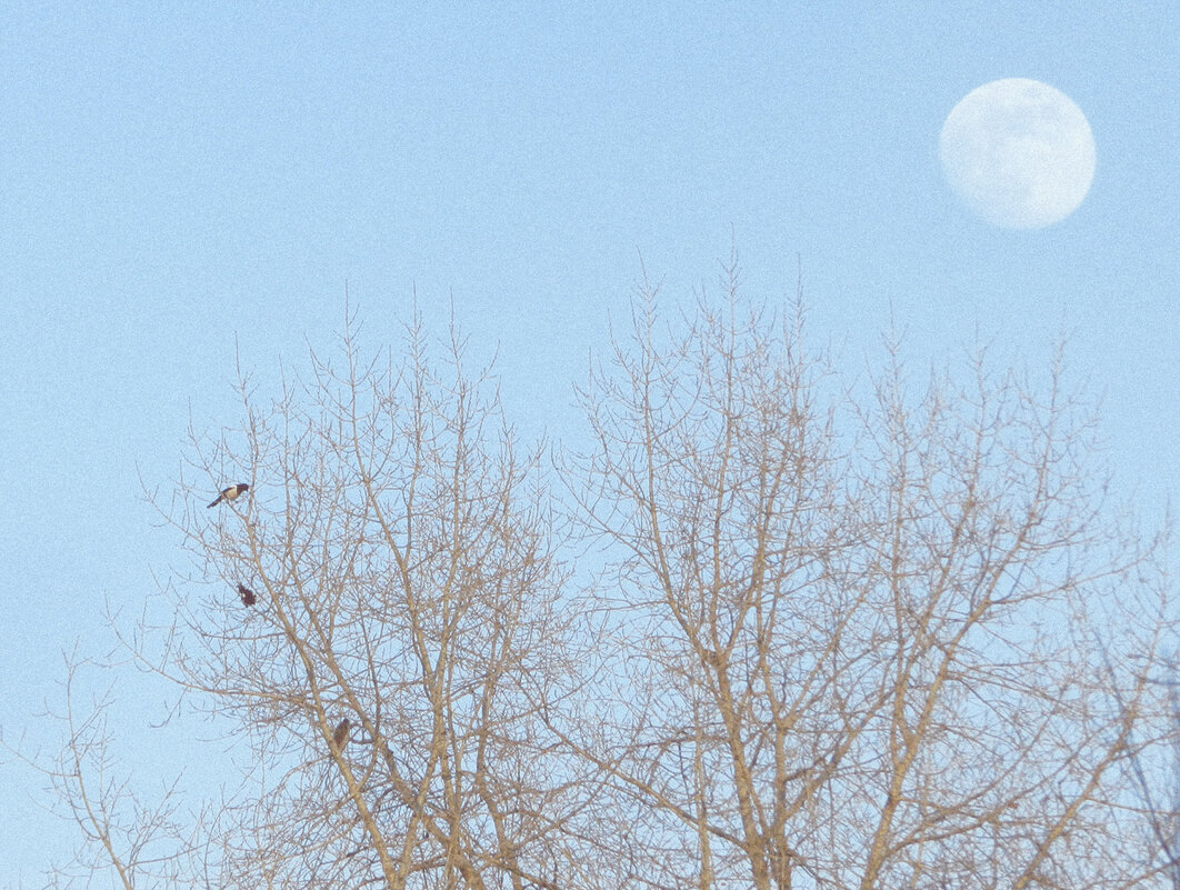 луна и сороки - Лера 