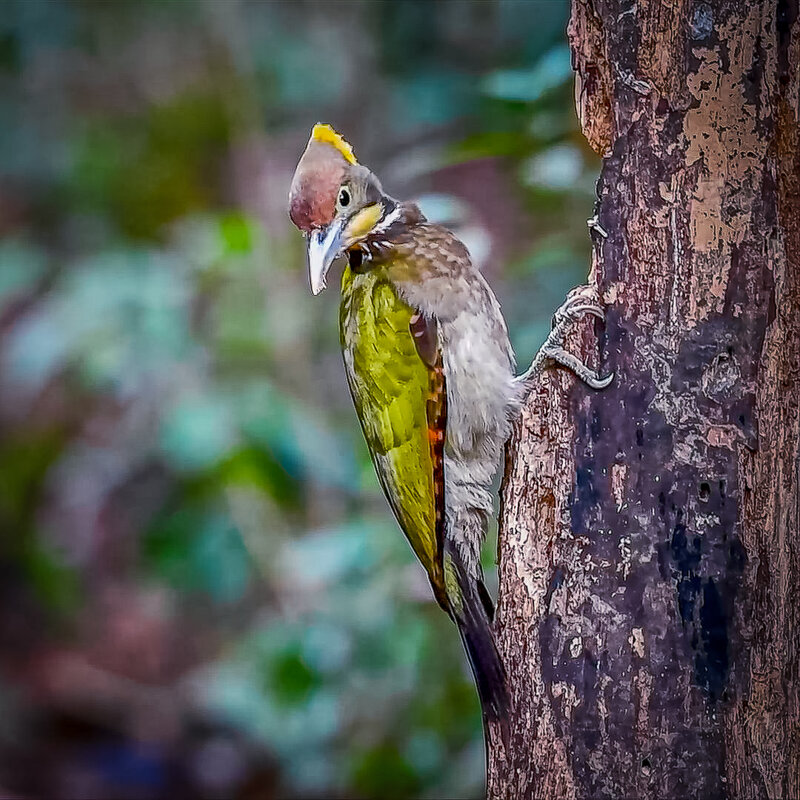 Chrysophlegma flavinucha - Aleksey Afonin