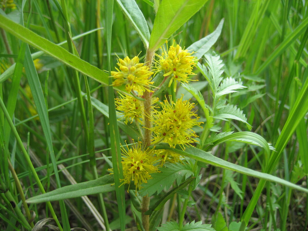 Вербейник/кизляк кистецветный - Anna Ivanova