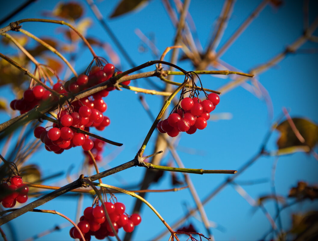 Калина красная - lady v.ekaterina Калина красная - lady v.ekaterina