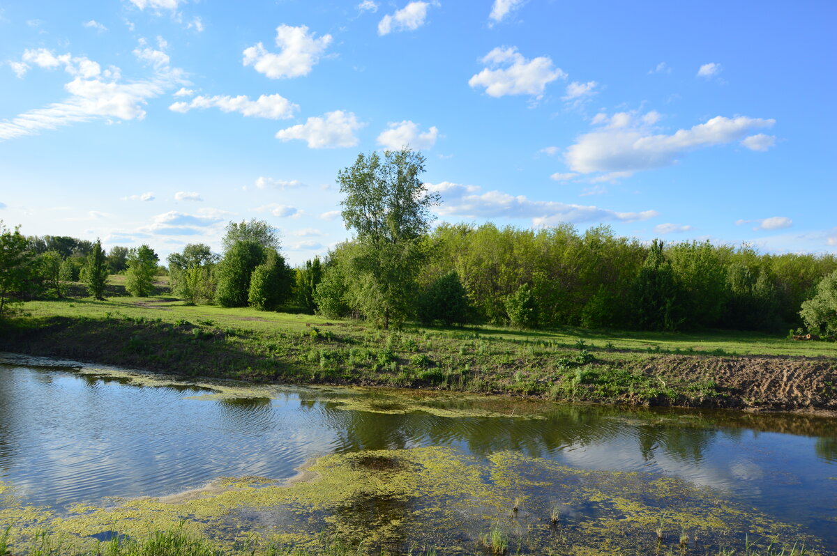 Местная река. - Виктор 
